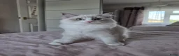 Ragdoll cats for sale:  TICA Ragdoll female - Advert 11