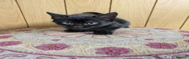 Mixed Breed Kitten 4
