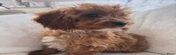 Cavapoo dogs for sale: Cavapoobabiesuk litter has arrived - Advert 11