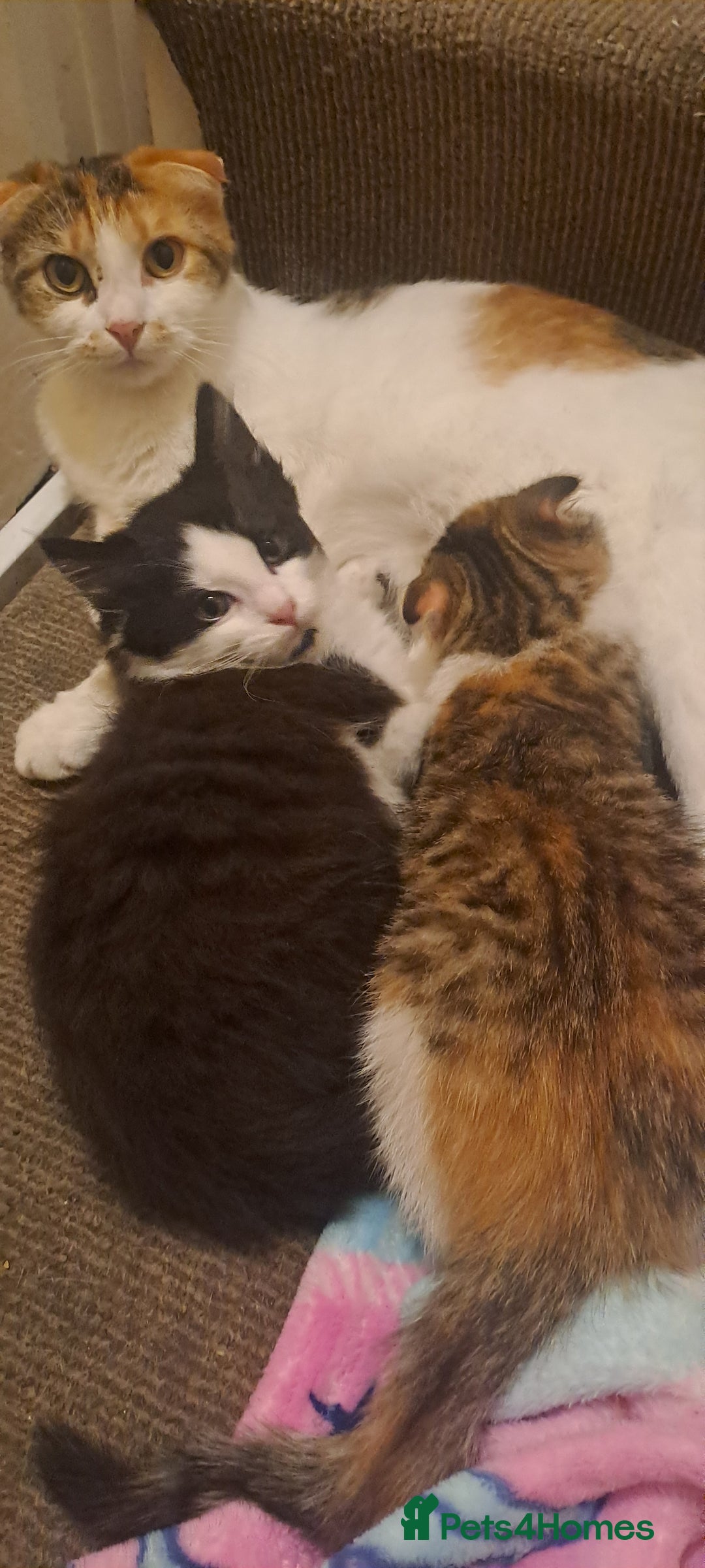 Mixed Breed cats for sale: Female - Image 5