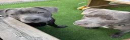 Staffordshire Bull Terrier dogs for sale: 1 STAFFY BOY £200 - Advert 1