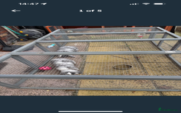 Mini Lop rabbits for sale: 2 Sisters mini lop rabbits - Image 1