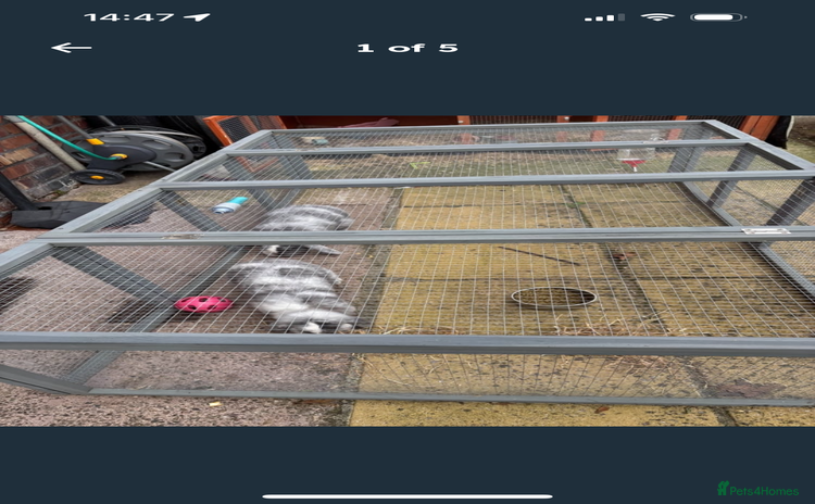 Mini Lop rabbits - Advert 12