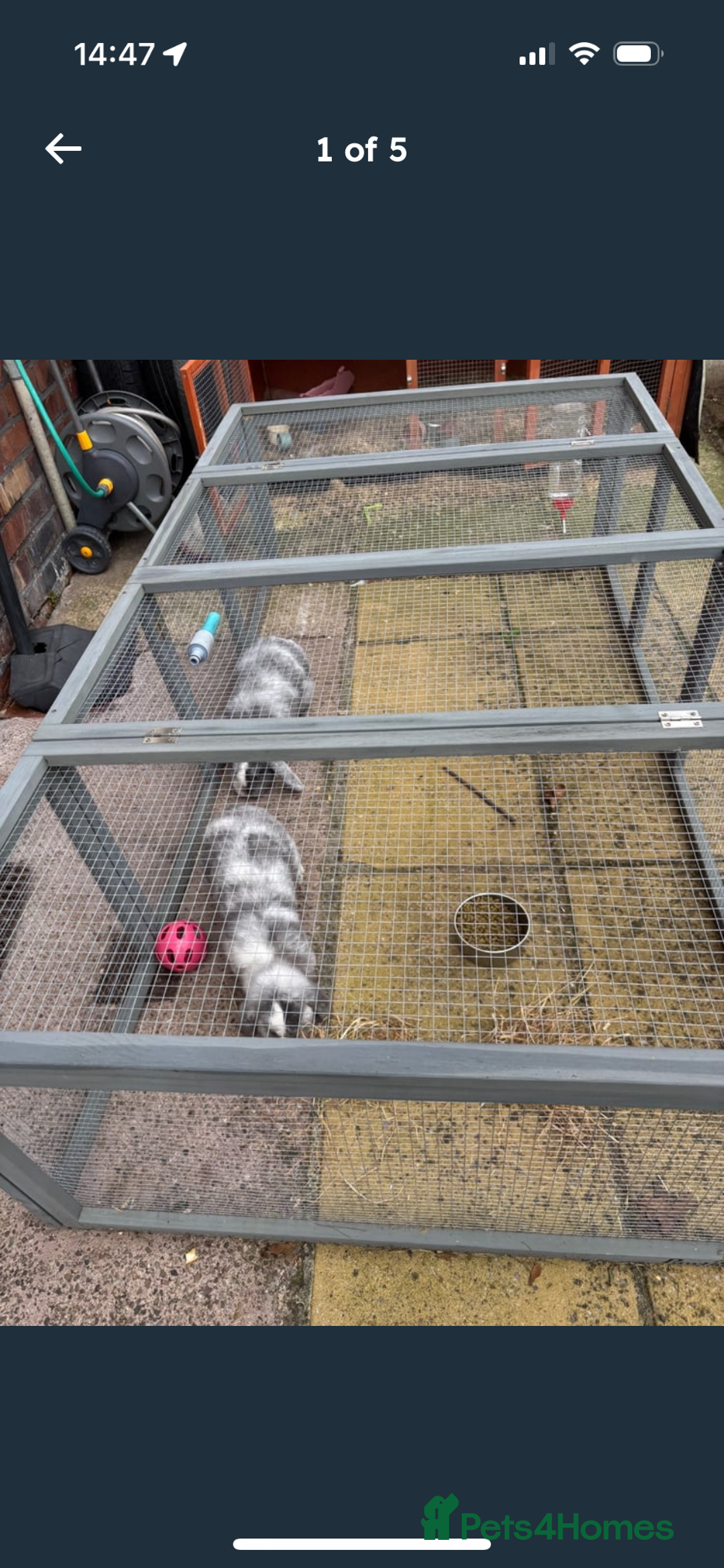 Mini Lop rabbits for sale: 2 Sisters mini lop rabbits - Image 1