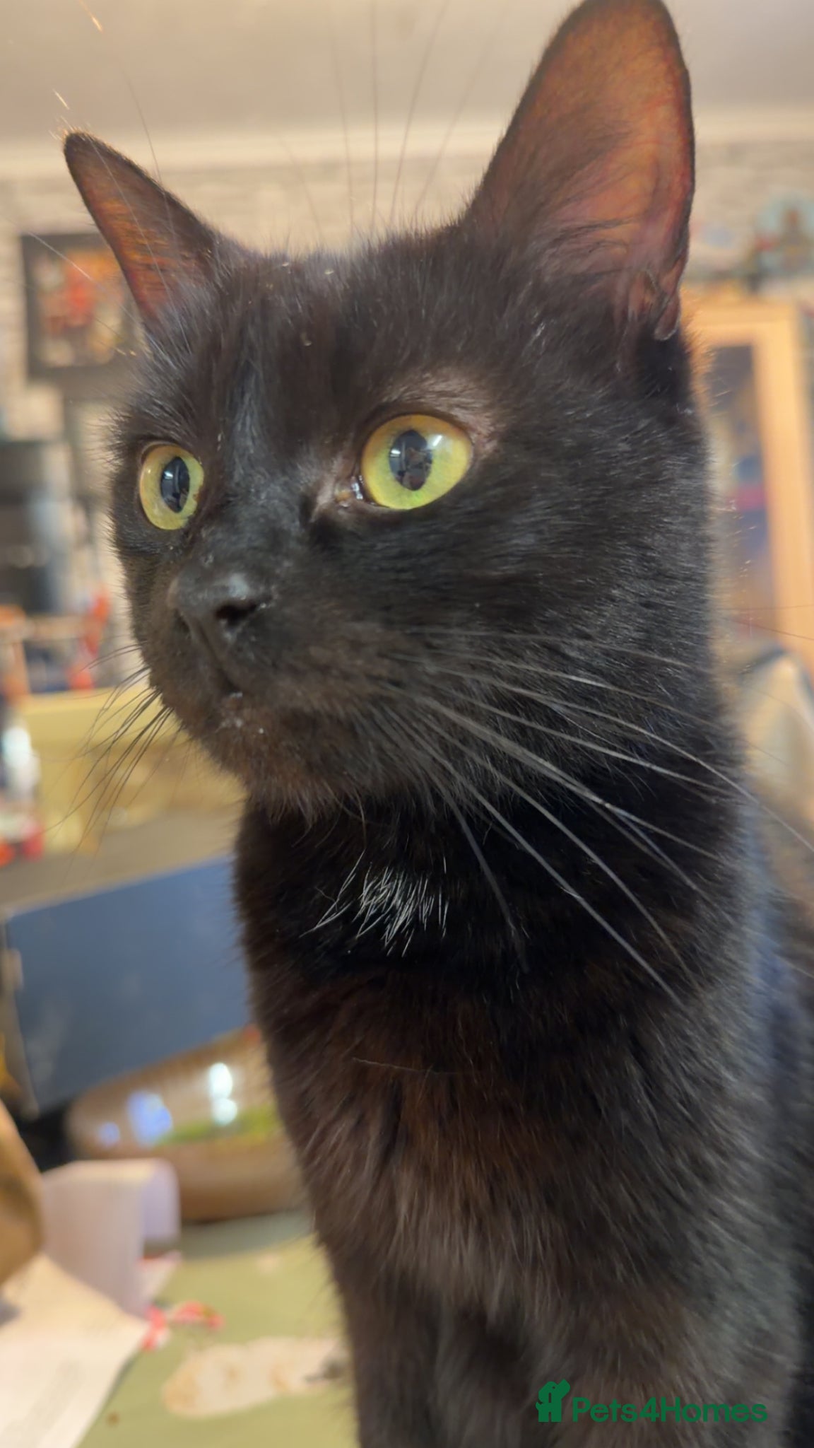 Mixed Breed cats Beautiful black kittens - Advert 3