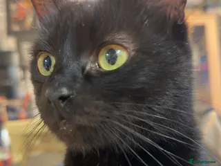 Mixed Breed cats Beautiful black kittens - Advert 1