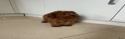 Cavapoo dogs for sale: Stunning health checked Cavapoo puppies  - Advert 10