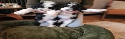 Sheepadoodle dogs for sale: Beautiful F1 Sheepadoodles  - Advert 8
