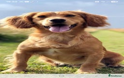 Cocker Spaniel dogs for sale: Working Cocker Spaniel Puppies - Image 3