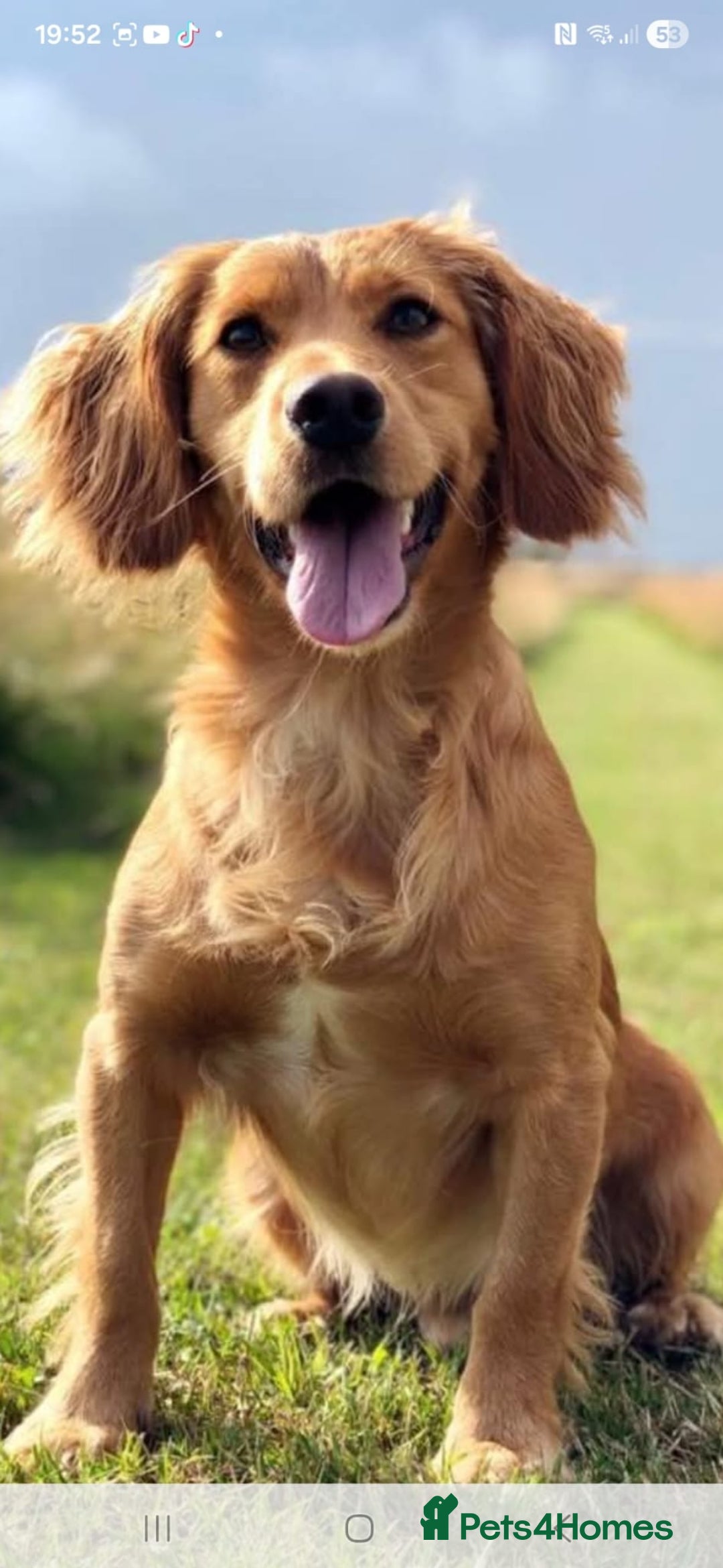 Cocker Spaniel dogs for sale: Working Cocker Spaniel Puppies - Image 3