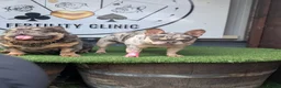 French Bulldog dogs for sale: Little lilo and the one and only Atlas litter in Mitcham - Advert 23