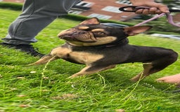 French Bulldog dogs for sale: 4 FRENCH BULLDOG GIRLS AVAILABLE  - Image 8