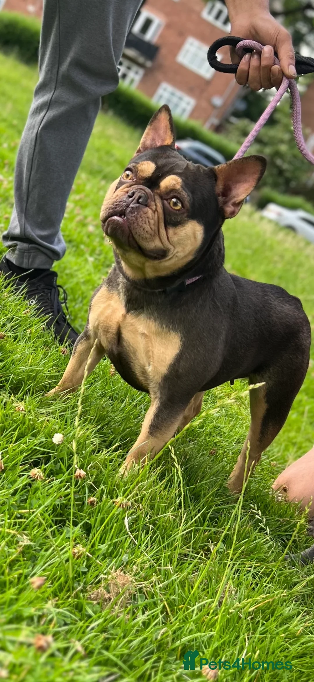 French Bulldog dogs for sale: 4 FRENCH BULLDOG GIRLS AVAILABLE  - Advert 8