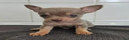 Chihuahua dogs for sale: Beautiful Short-haired chihuahua puppies  - Advert 8