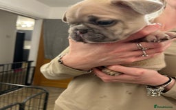 French Bulldog dogs for sale: French bulldog pups! - Image 3