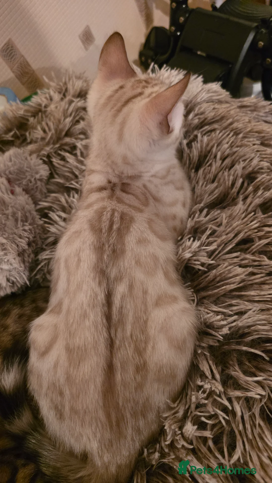 Bengal cats for sale: Beautiful 🐾 5 BENGALPARADISE 🐾 Kittens - Advert 10