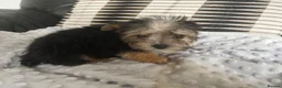 Morkie dogs for sale: Gorgeous Morkie puppies  - Advert 10
