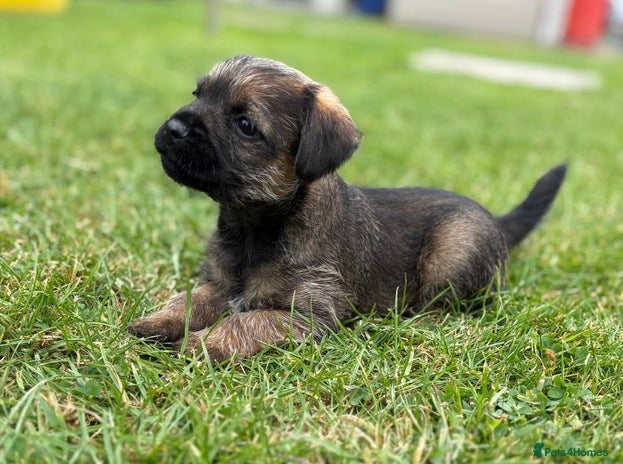 Terrier Dog Breed Black Border Terrier Puppies Border Terrier