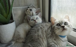 British Shorthair cats for sale: STUNNING British Shorthair Kittens Silver Tabbies - Image 13