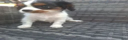 Cavalier King Charles Spaniel dogs for sale: Gorgeous unique Tri girl - Advert 9