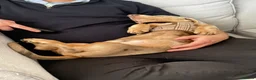 Dachshund dogs for sale: Bruno dachshund looking for his furever home  in Stafford - Advert 3