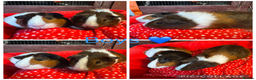 Guinea Pig rodents for sale: Mixture of Girl & Boy piggy’s looking for new laps - Advert 20