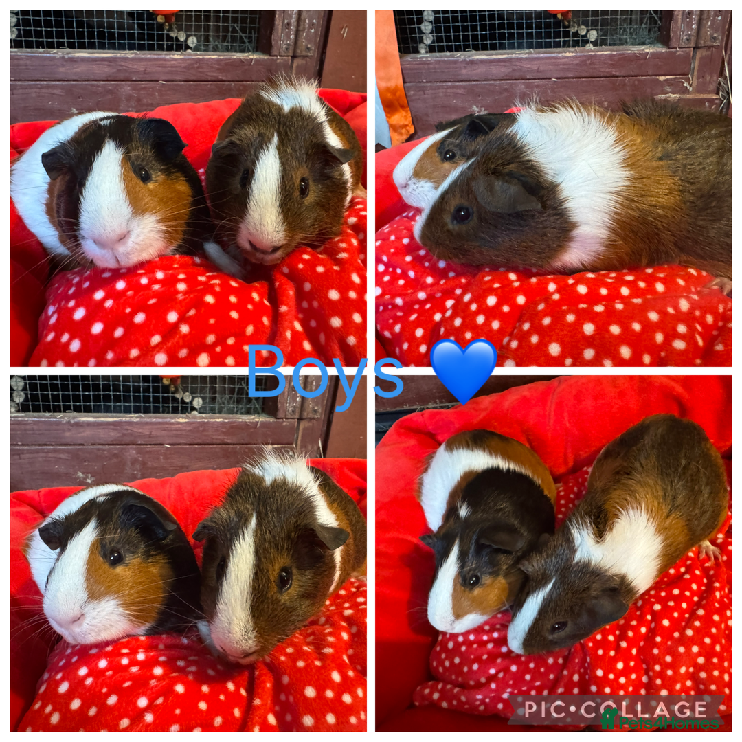 Guinea Pig rodents for sale: Mixture of Girl & Boy piggy’s looking for new laps - Advert 20