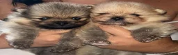 Pomeranian dogs for sale: Beautiful Sweetheart Pure Pomeranian pups for sale - Advert 2