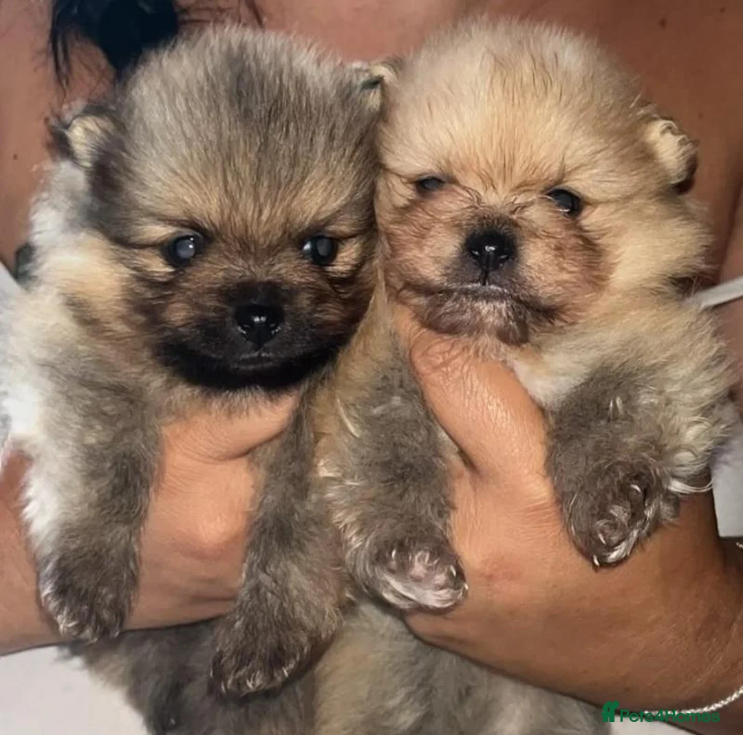 Pomeranian dogs for sale: Beautiful Sweetheart Pure Pomeranian pups for sale - Advert 2