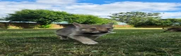 Tamaskan dogs for sale: Tamaskan Puppies *Health Tested Parents* - Advert 16