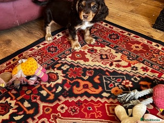 Cocker Spaniel dogs Stunning cocker spaniel puppies - Advert 17