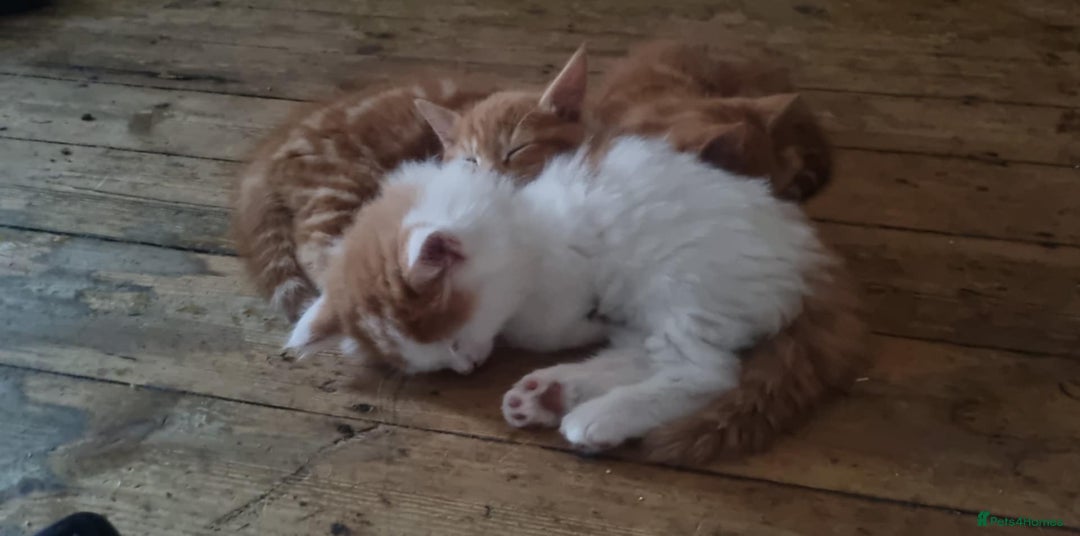Mixed Breed cats for sale: Adorable Kittens. Ginger males - Image 4