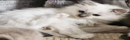 Ragdoll cats for sale: Lilac ragdoll males  - Advert 14