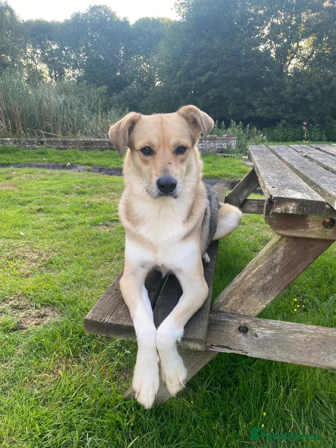 Mixed Breed dogs for adoption: Winter ❄️  - Image 1