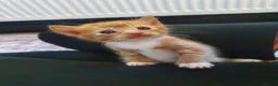 Mixed Breed cats for sale: 1 male kitten ! - Advert 4