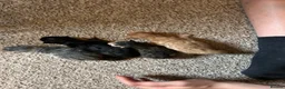 Mixed Breed cats for sale: Affectionate Kittens  - Advert 3