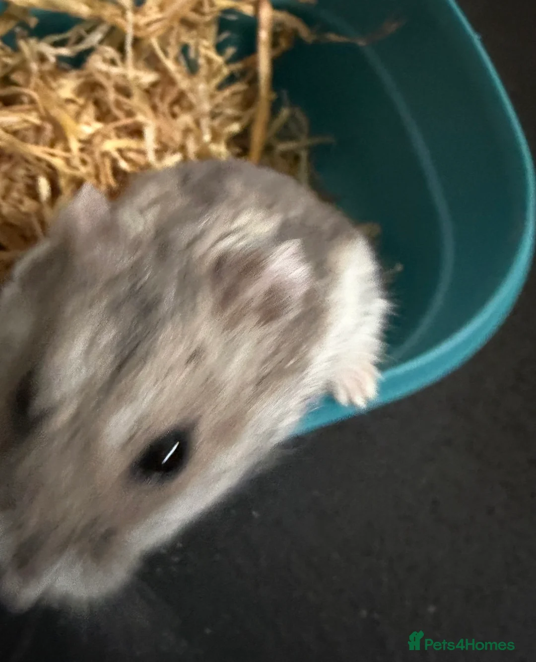 Hamster rodents for sale: Russian dwarf hamster. Perfect first pet  - Advert 5
