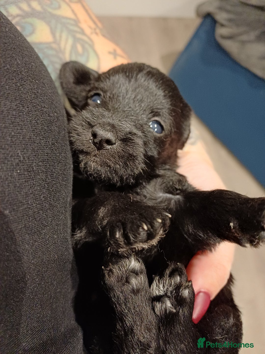 Schnoodle dogs for sale: Schnoodles - poodle and schnauzer mix - Advert 1