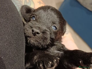 Schnoodle dogs Schnoodles - poodle and schnauzer mix - Advert 2