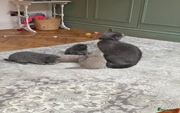 British Shorthair cats for sale: British Shorthair Kittens For Sale - Advert 8