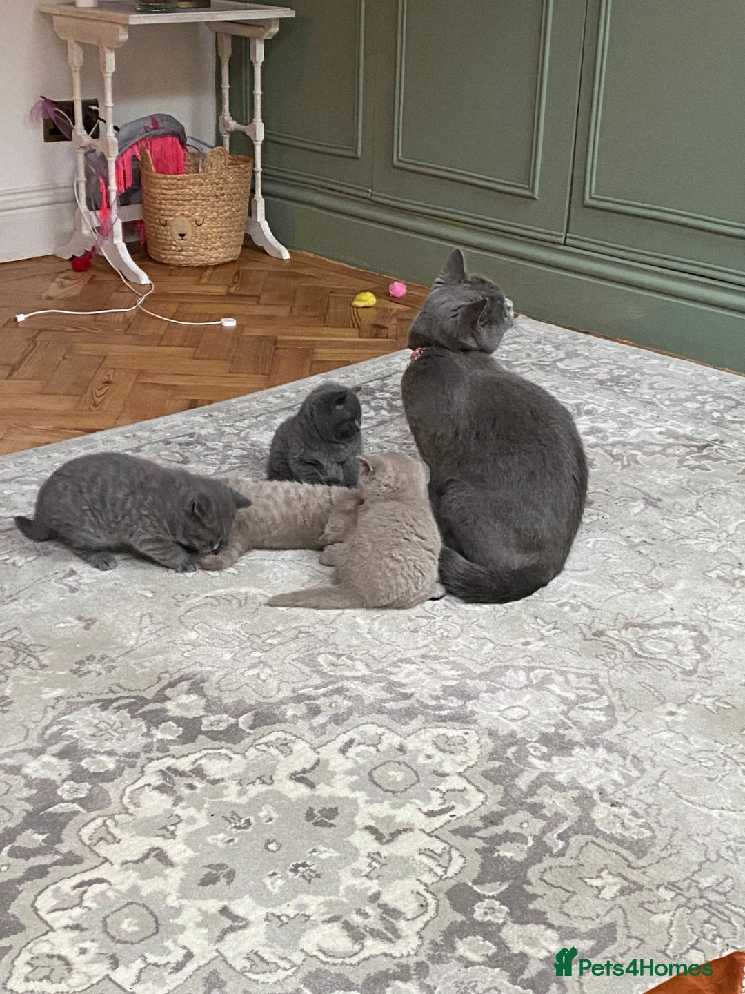 British Shorthair cats for sale: British Shorthair Kittens For Sale - Advert 8
