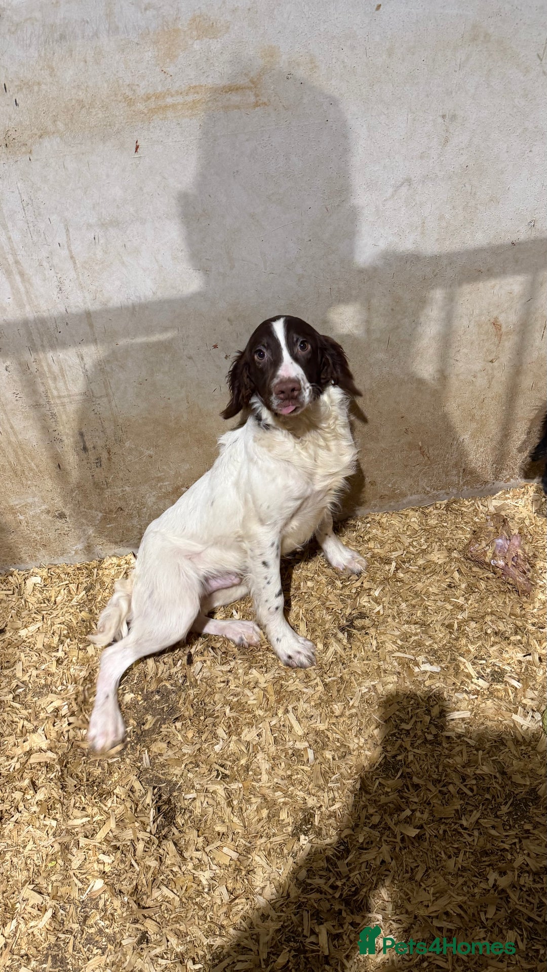 English Springer Spaniel dogs for sale: English Springer Spaniels  - Advert 3