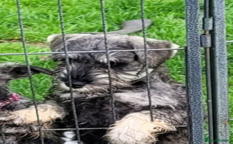Miniature Schnauzer dogs - Advert 5