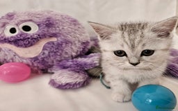 British Shorthair cats for sale: BRITISH SHORTHAIR CHAMPION BLOODLINE - Image 27