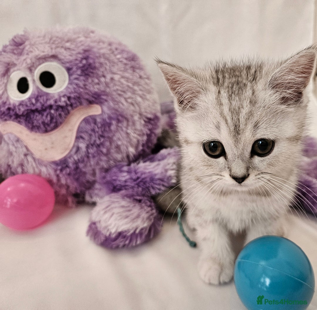 British Shorthair cats for sale: BRITISH SHORTHAIR CHAMPION BLOODLINE - Image 27