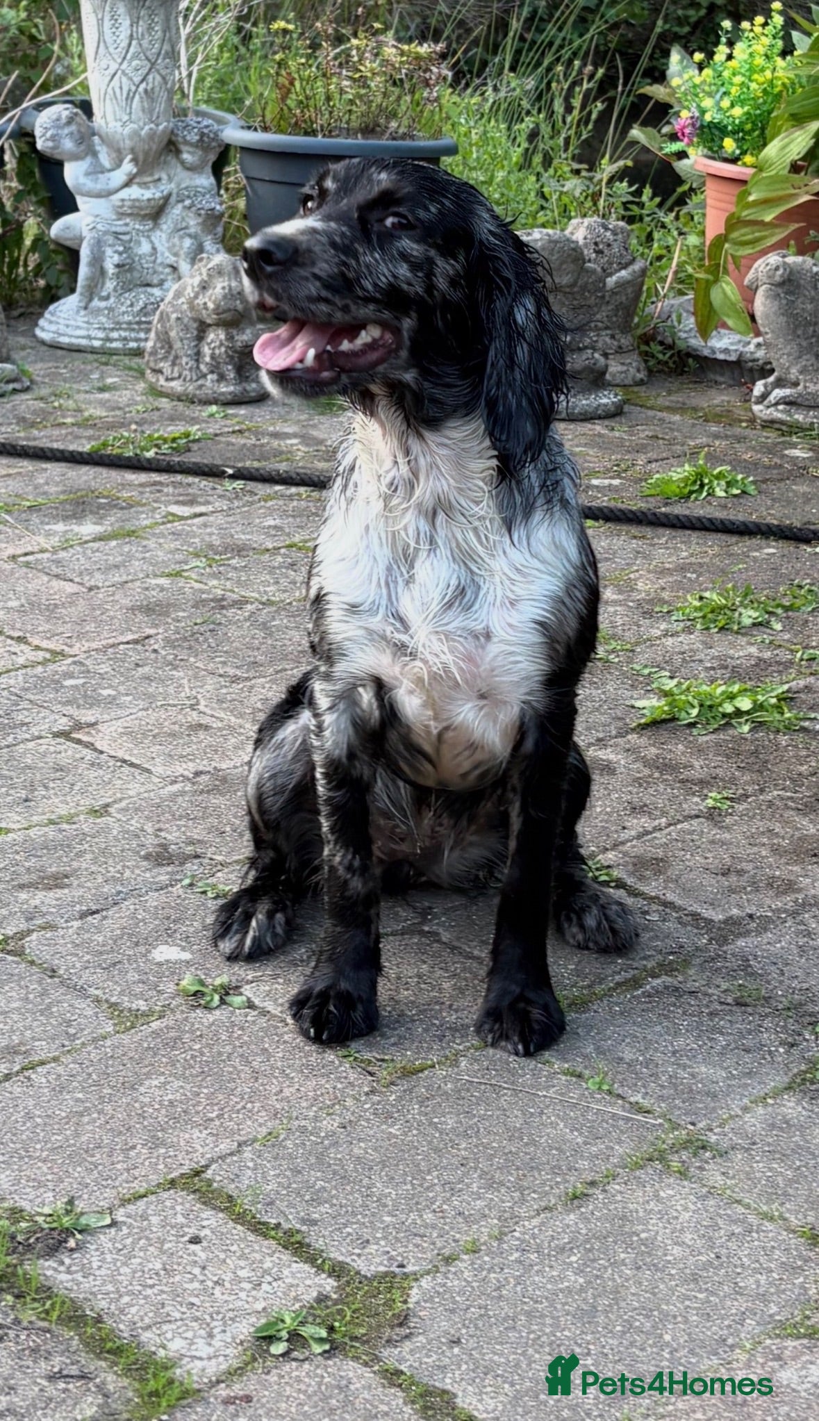 Cocker Spaniel dogs Cocker spaniel puppies - Advert 1