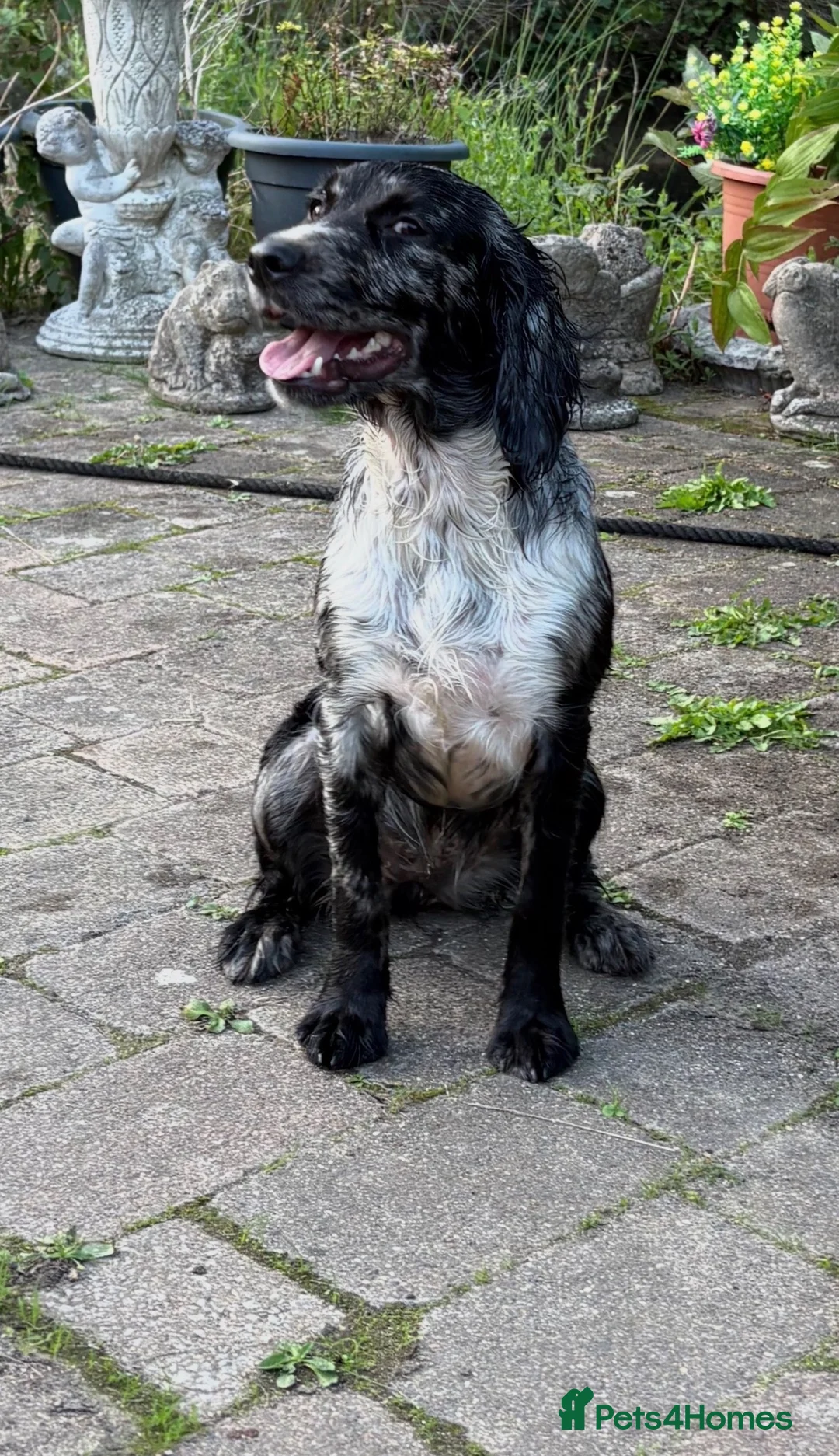 Cocker Spaniel dogs for sale: Cocker spaniel puppies - Advert 1