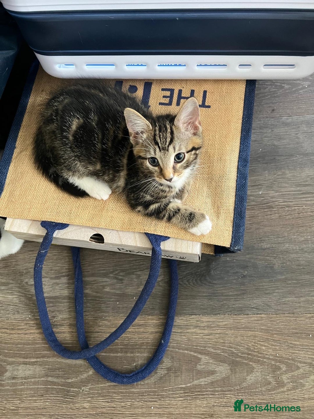 Mixed Breed cats for sale: 🐾Playful Kittens Ready for Loving Homes. - Image 3