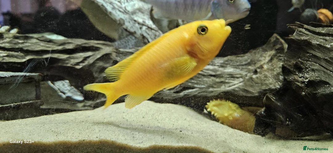 Other/Mixed Breed fish for sale: Assortment of fish  - Advert 35