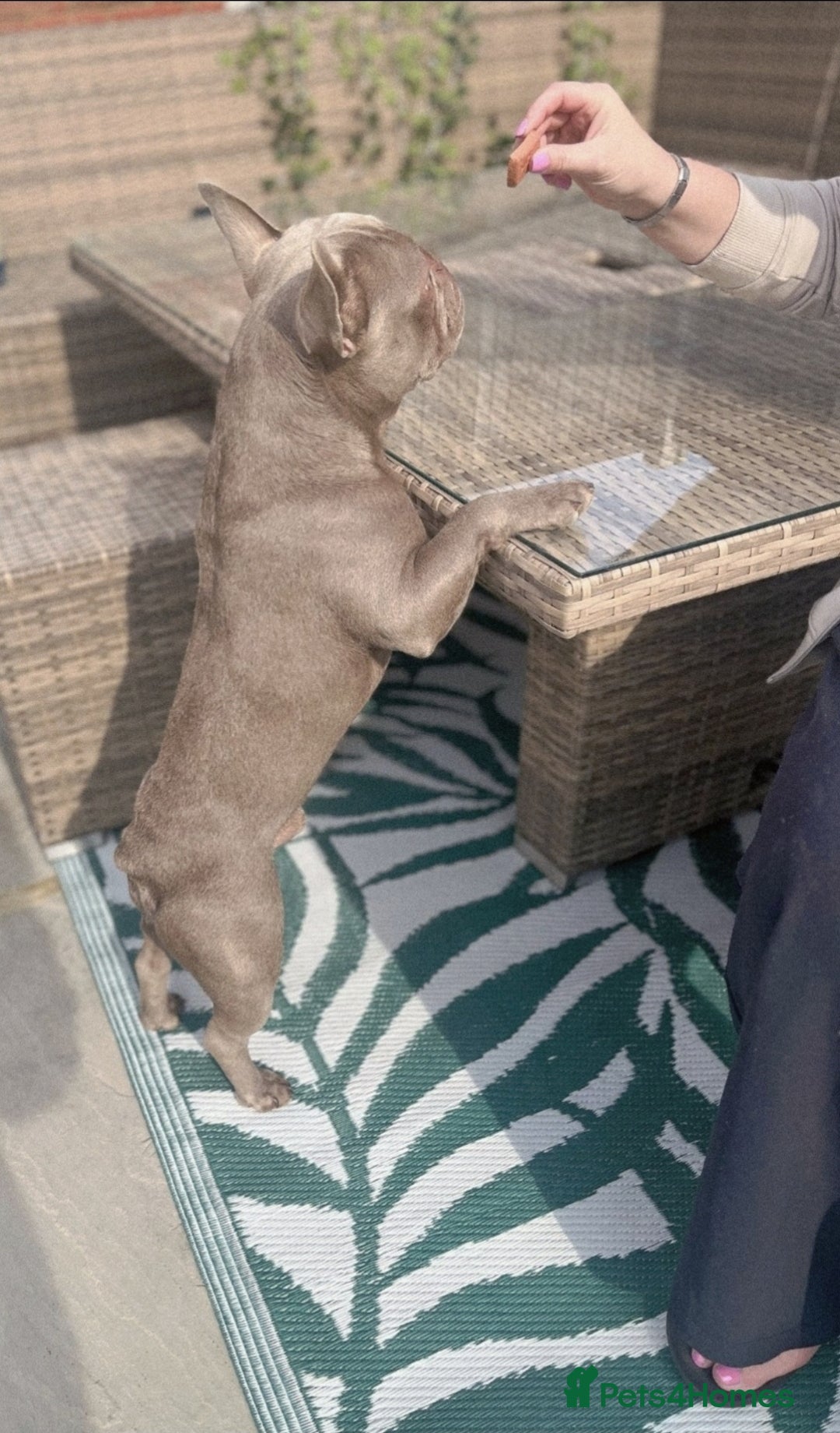 French Bulldog dogs for sale: Loving home required. - Image 6